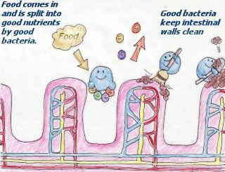 drawing_good_intestines_3